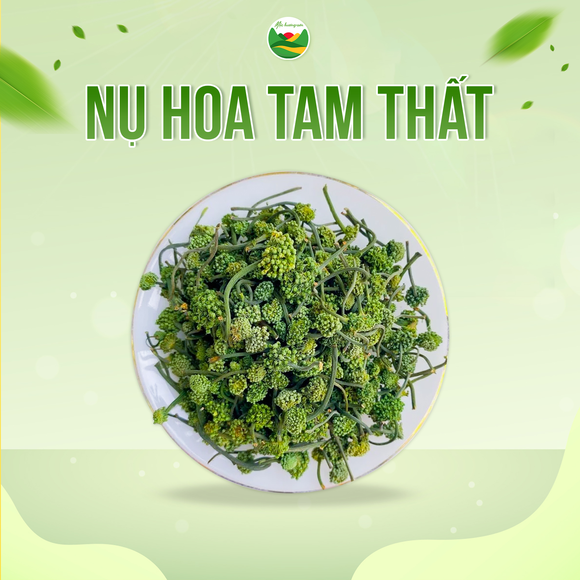 nụ hoa tam thất nụ hoa tam thất