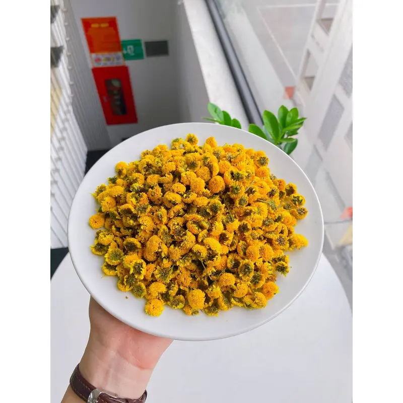 trà hoa cúc mộc hương sơn 2 trà hoa cúc mộc hương sơn
