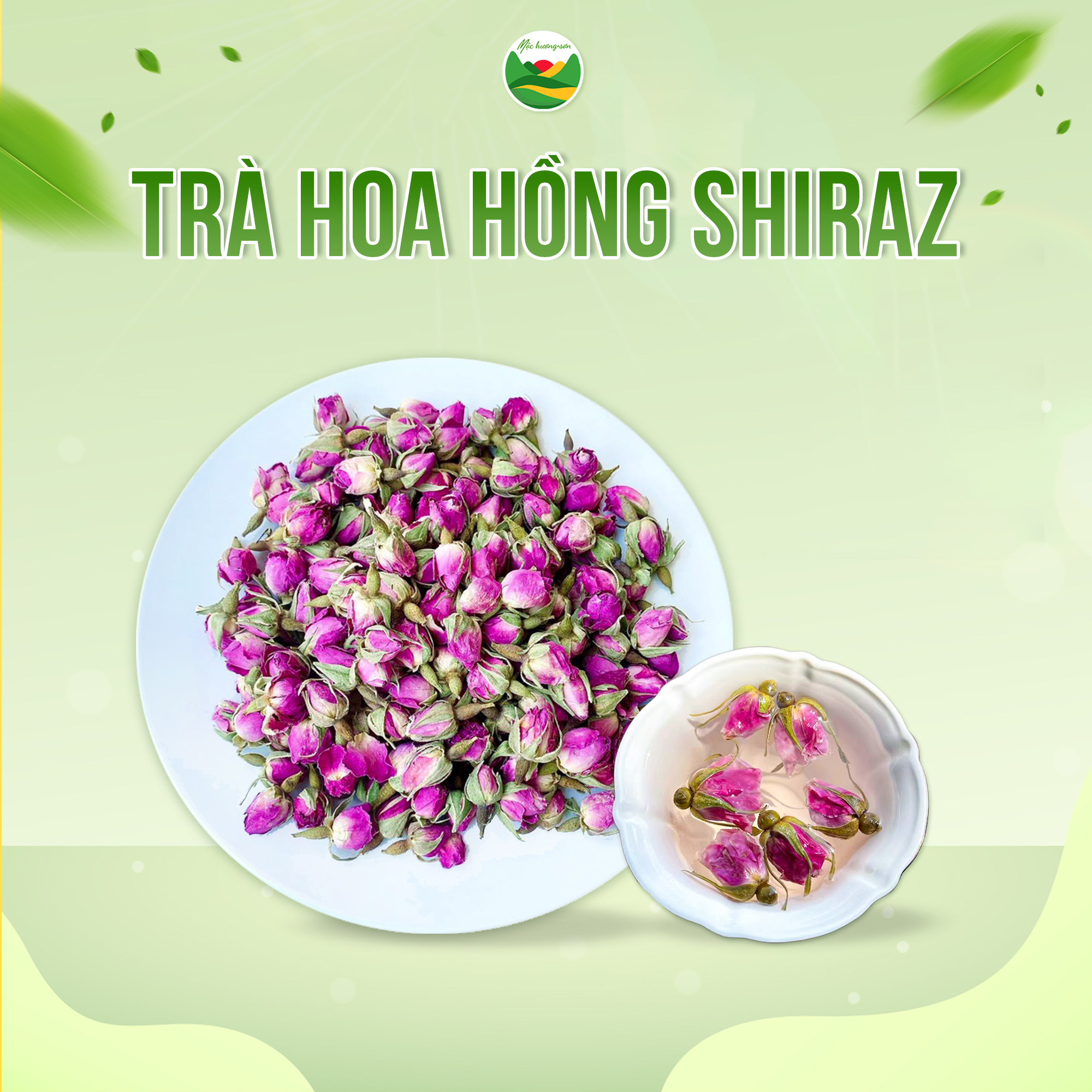trà hoa hồng shiraz