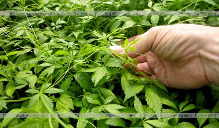 Cách sử dụng giảo cổ lam khô