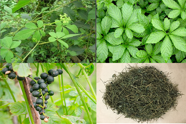Uống giảo cổ lam có hại thận không 