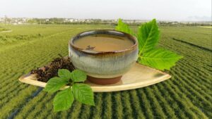 Uống nhiều giảo cổ lam có sao không