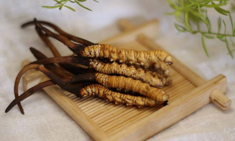 đông trùng hạ thảo ngon bổ rẻ mộc hương sơn