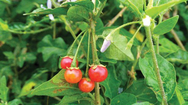Uống trà cà gai leo có tác dụng gì