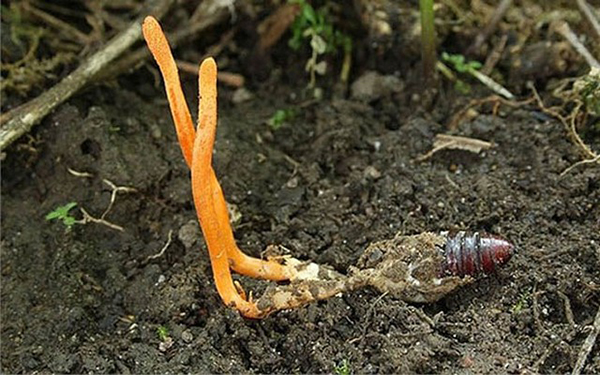 Nấu Cháo Và Hầm Canh Bồi Bổ Sức Khỏe cách làm