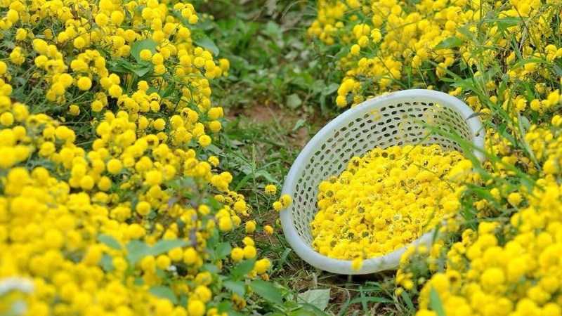 Uống Trà Hoa Cúc