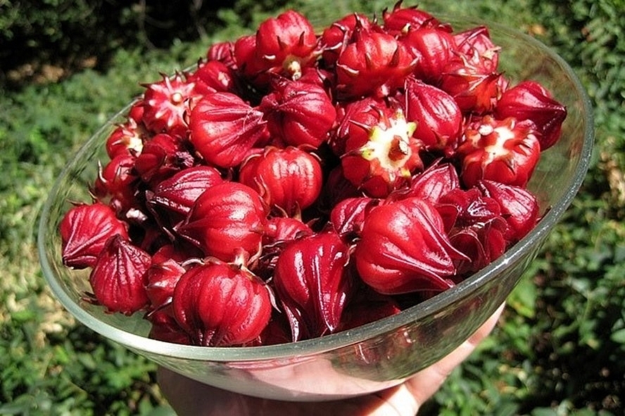 Hoa Atiso Có Ăn Được Không 