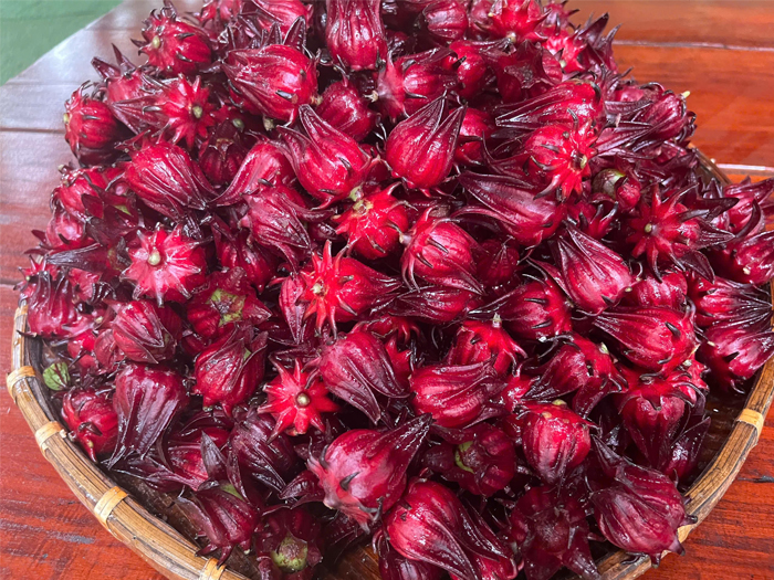 Hoa Atiso Đỏ Ngâm Đường Có Tác Dụng Gì