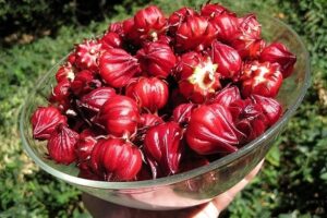 Hoa Atiso Đỏ Ngâm Đường Có Tác Dụng Gì