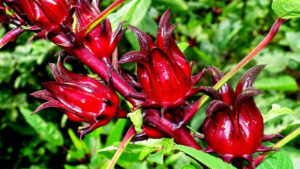 Hoa Bụp Giấm Có Tác Dụng Gì