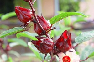 Tác Hại Của Atiso Đỏ